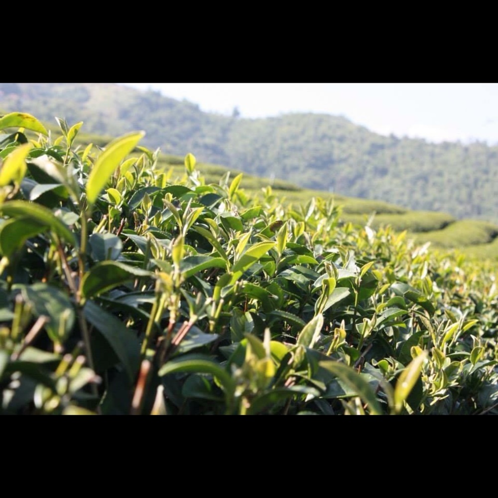 Meet your Posher, Sue